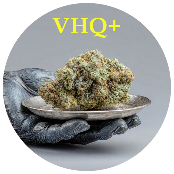 GG-VHQplus-tr.png
