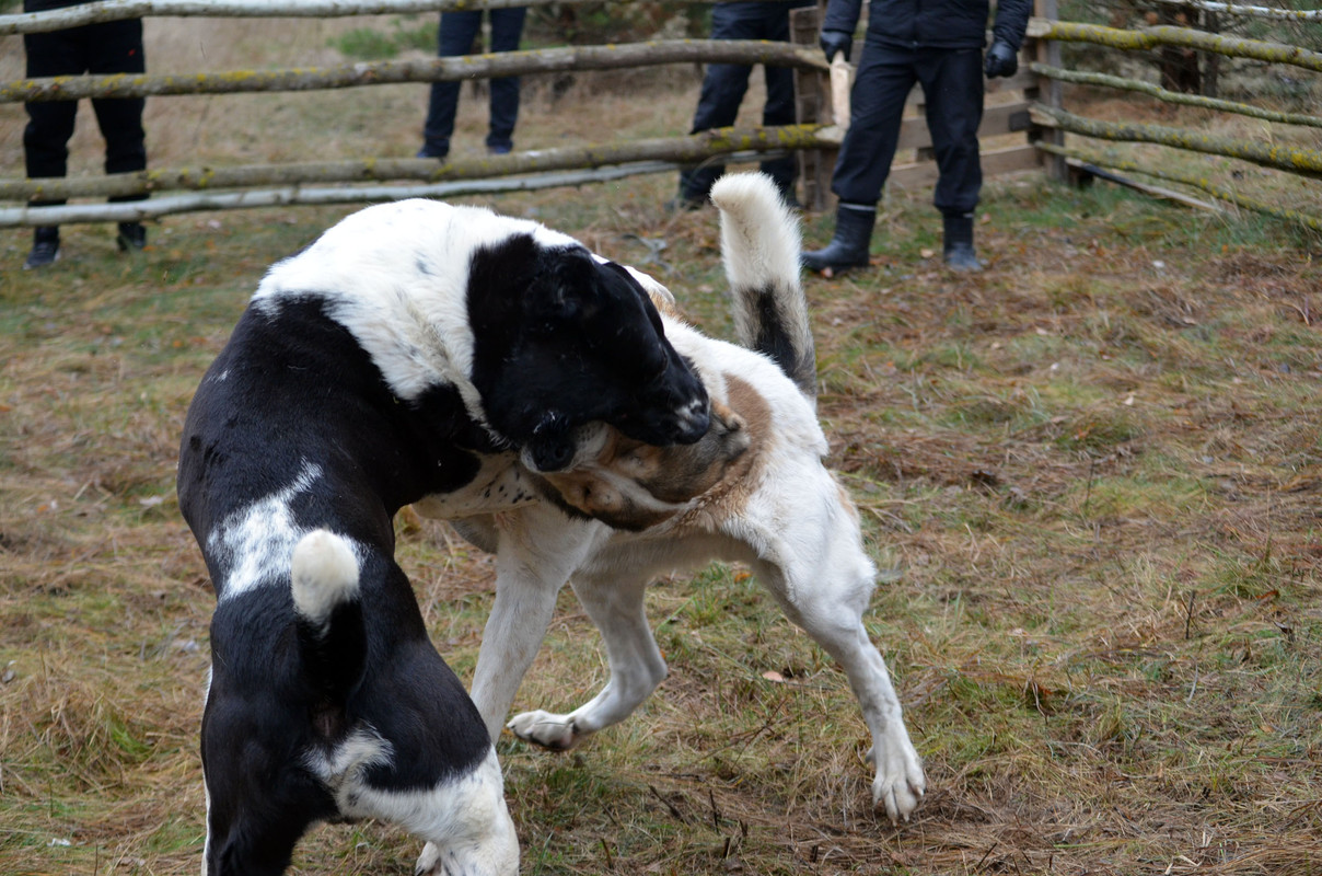 Халк - Сако (11)