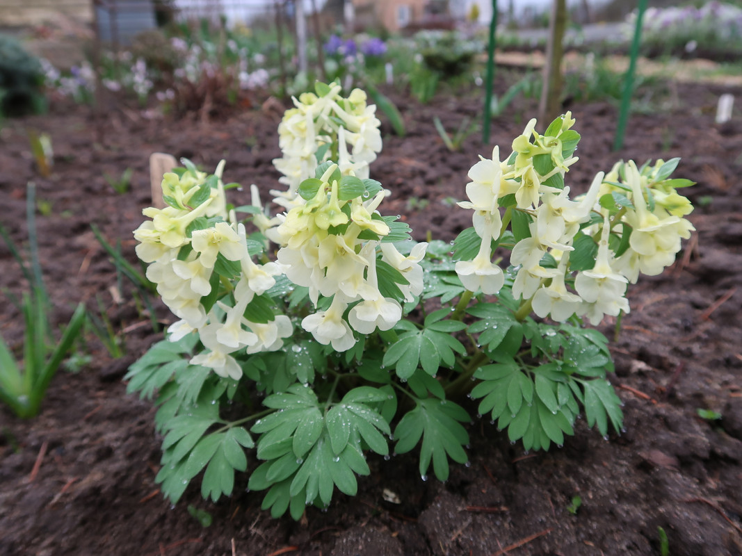 Corydalis bracteata