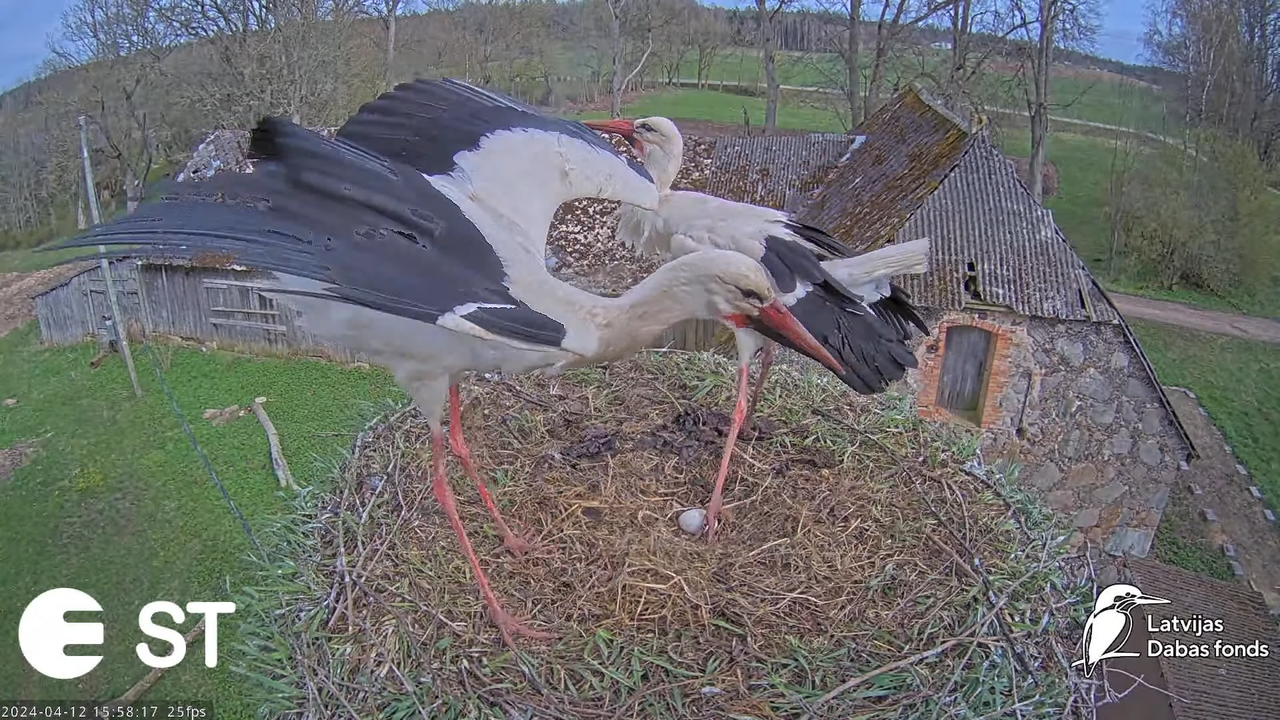 Baltie stārķi (Ciconia ciconia) Tukuma novadā - LDF tiešraide __ White storks in Tukums, Latvia 12-3