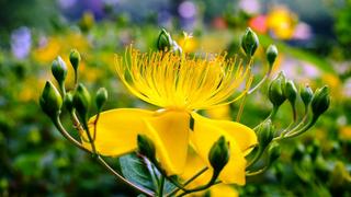  Thơ hoạ Nguyễn Thành Sáng & Tam Muội (1095) Plants-Yellow-flower-Hypericum-perforatum-known-as-perforate-St