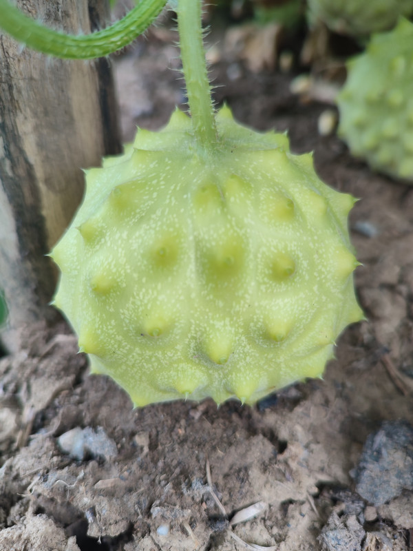 [Слика: IMG-20220731-141844.jpg]