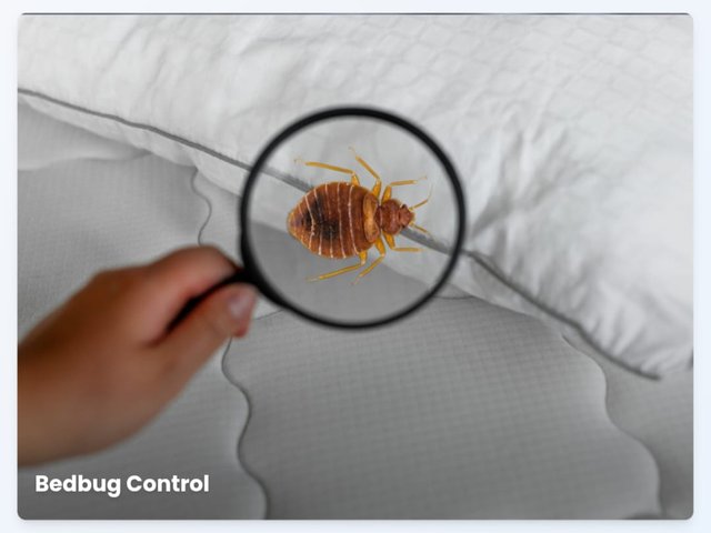 Bed bugs control treatment delhi NCR Bed Bugs control treatment photo delhi NCR