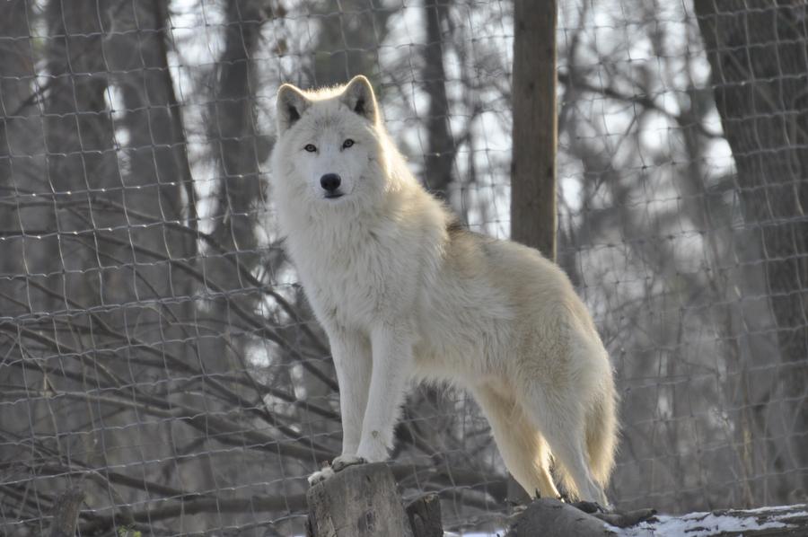 wolves-in-snow-6-by-windfuchs-d518s3f-fullview.jpg