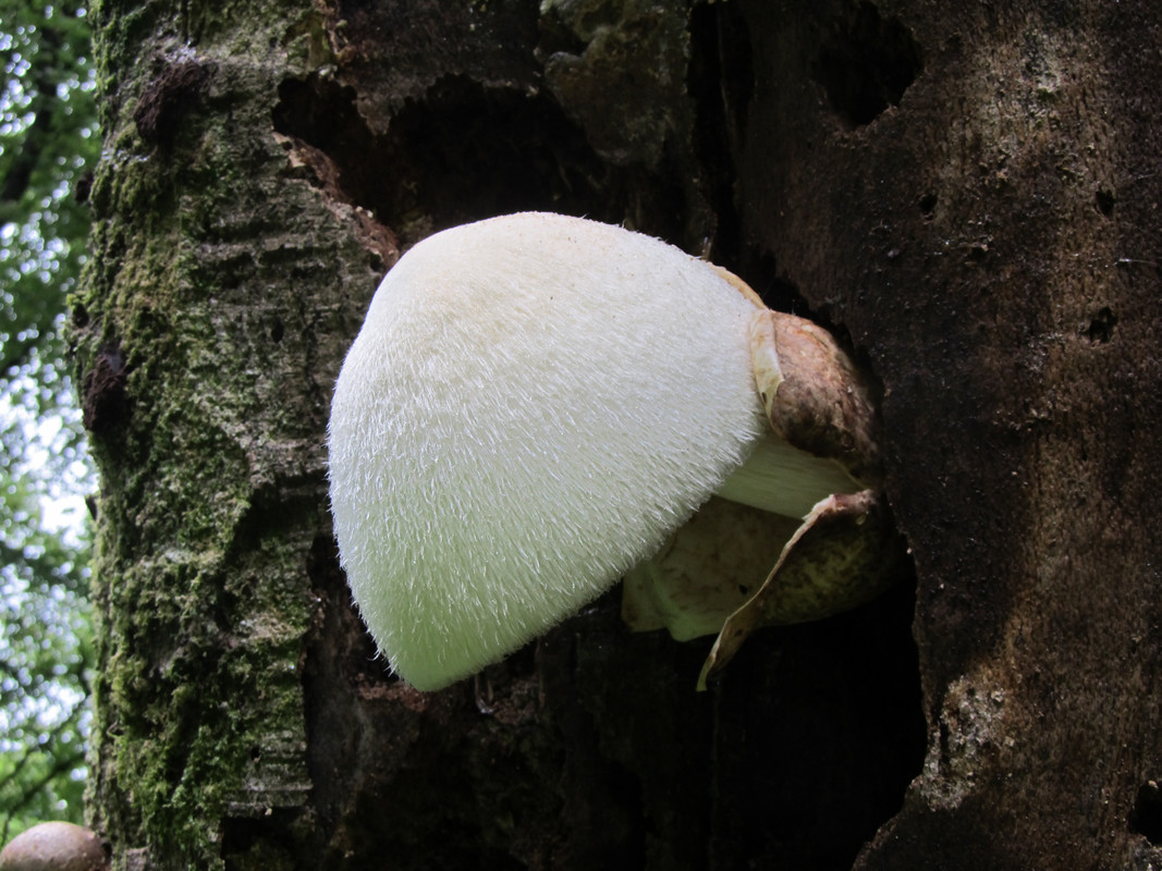 fungi — Postimages