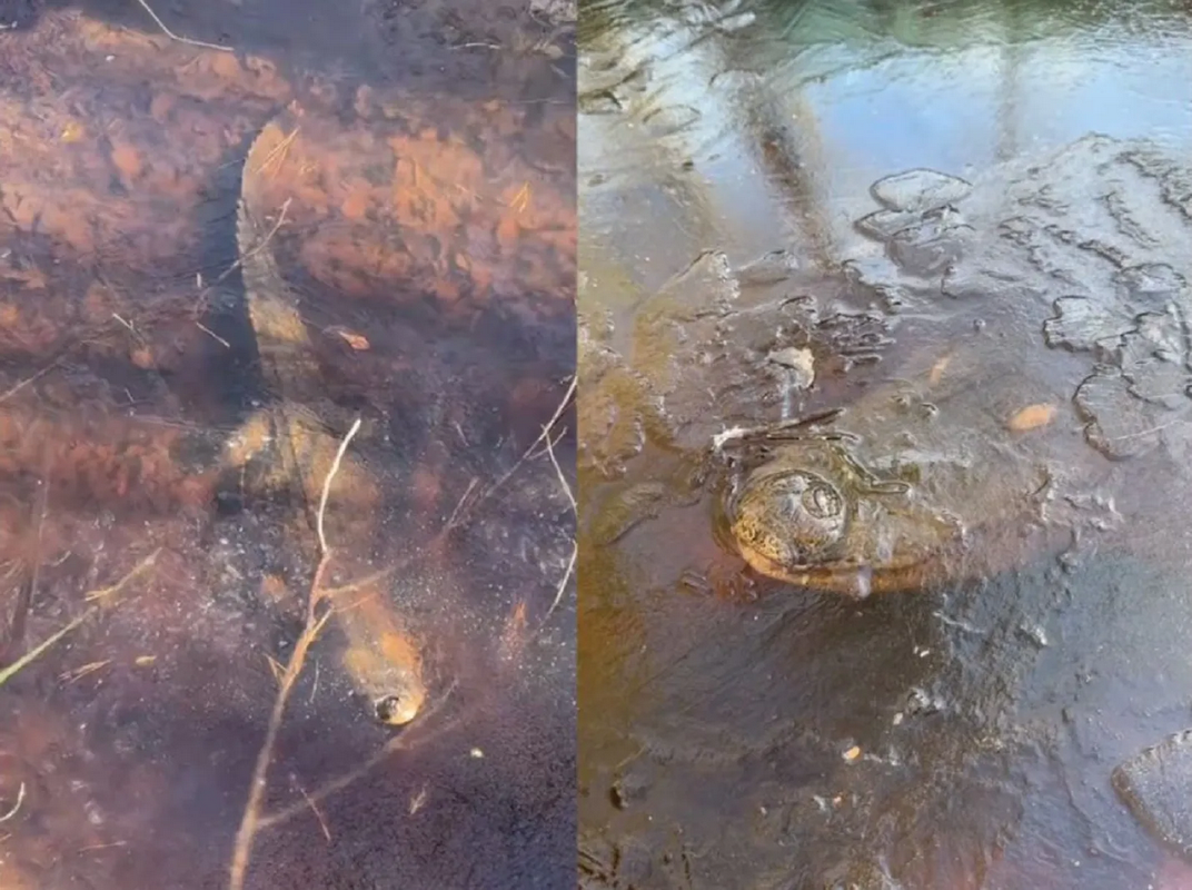 Caimán congelado en Estado Unidos infunde el terror y se hace viral: video