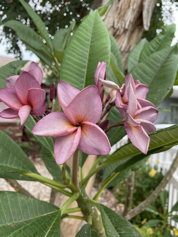 55E1819E-B4F0-4F0C-BED2-168CE2919175_1_105_c