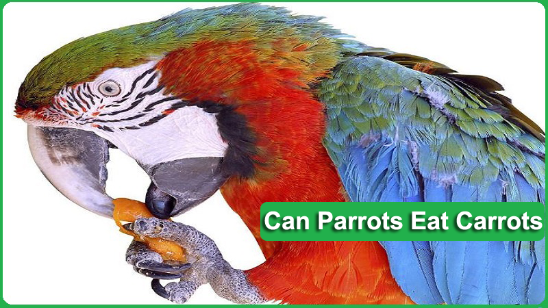 Can Parrots Eat Carrots