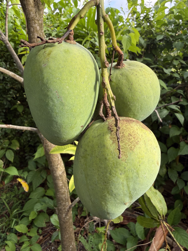 Mango ST 526