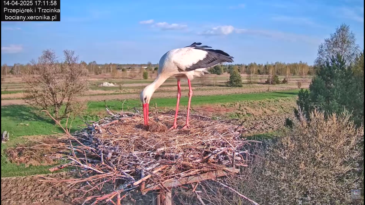 14042025bociany_6