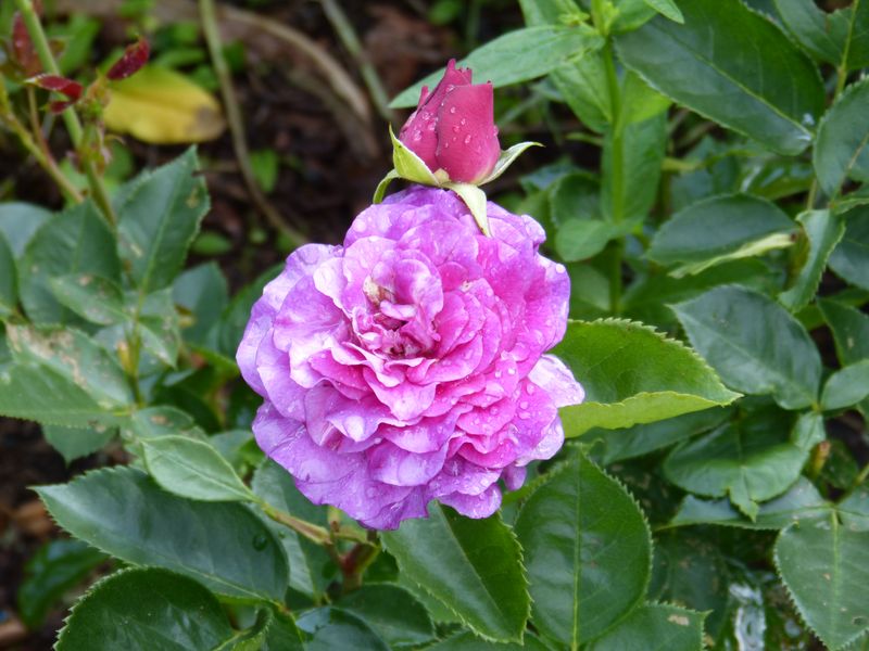 2014-06-11 Rose 'Ebb Tide'