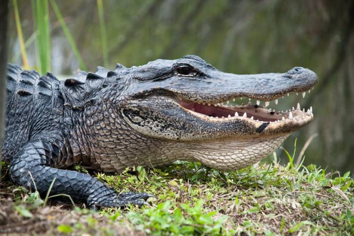 Everglades National Park for Wildlife