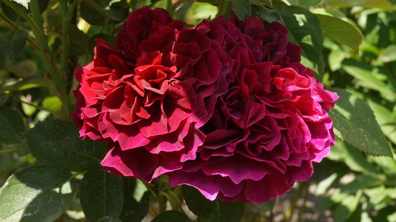 DSC00177