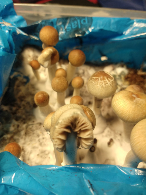 IMG_20201201_203044796