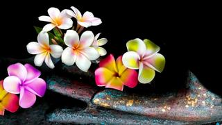 mươi -  Dòng thơ họa của Nguyễn Thành Sáng &Tam Muội (2) - Page 12 Plumeria-hd-abstract-photography-plowers-Ultra-HD-Desktop-2560-X1