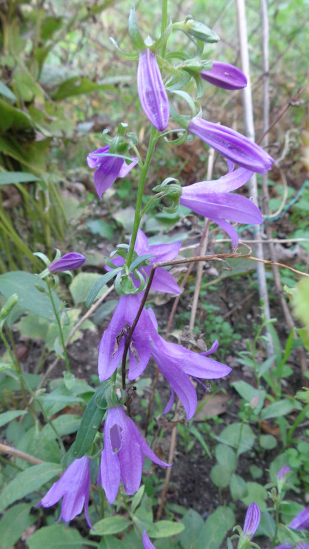 Кампанула - камбанки / Campanula sp. - Page 109 - Форум HobbyKafe.com