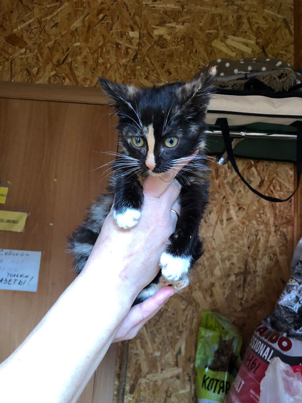 Маргарита_2