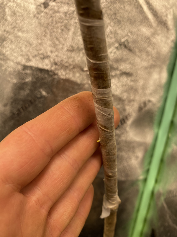 5BF1EE11-2FB8-4C66-B136-CB7C364E7EA3