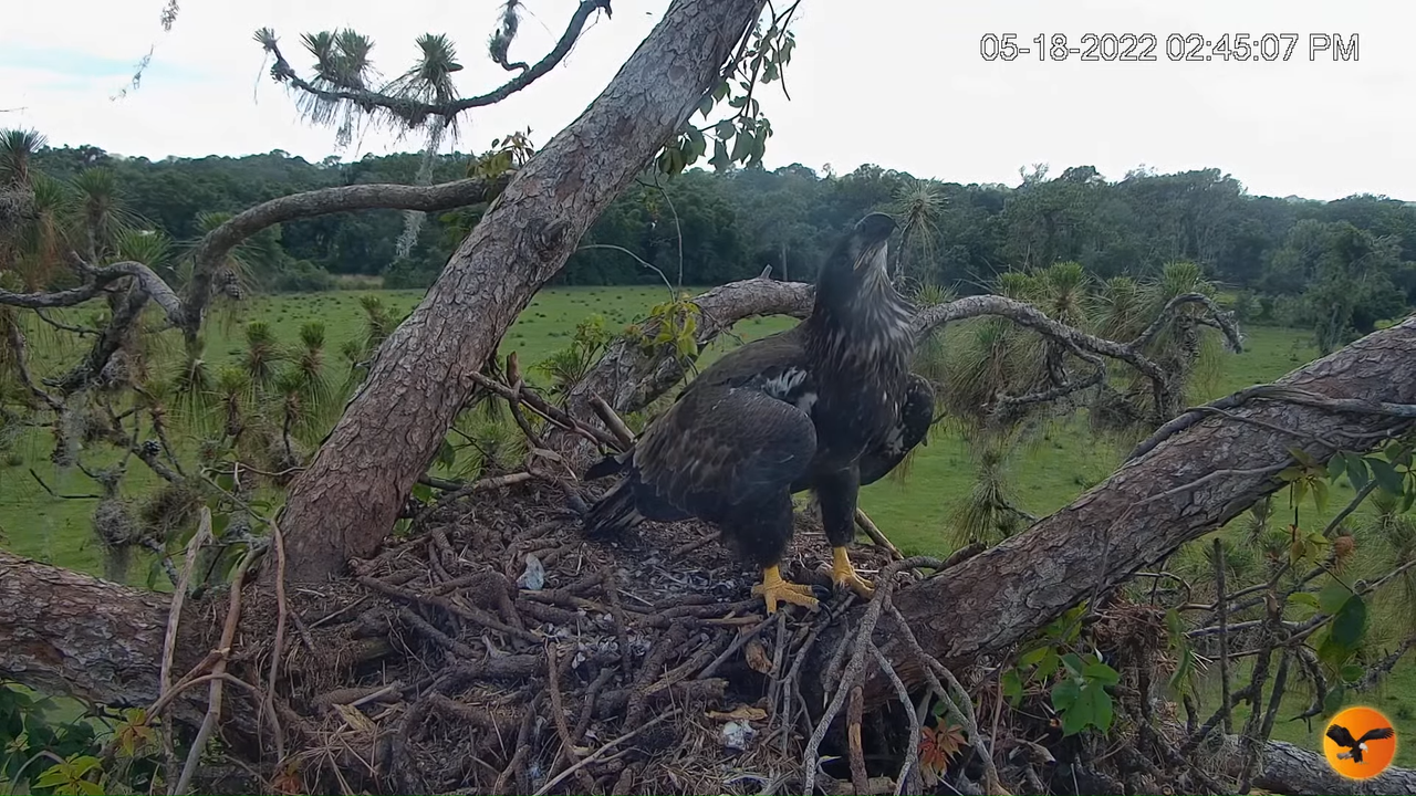 EC Nest Cam 1-3-53 screenshot (2)