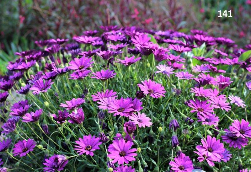 141 Rosemary Wallsworth Spring Flowers IMG_2598