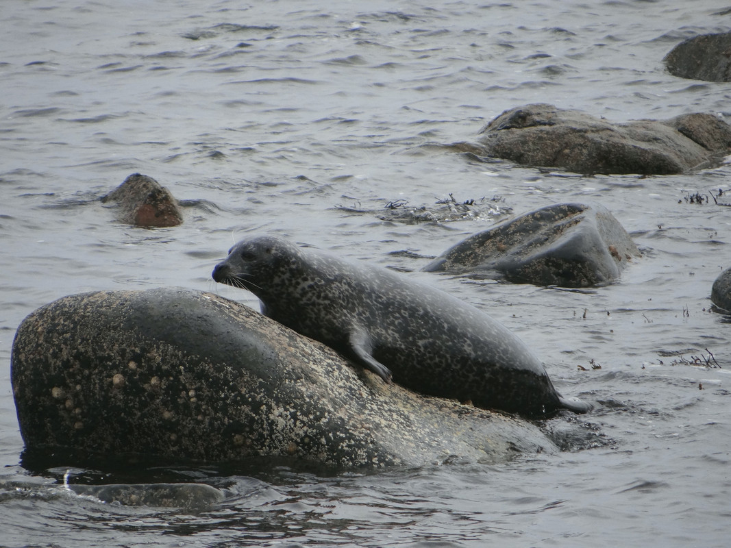 GREY SEAL 4 150225