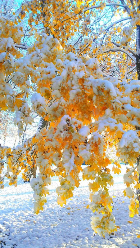 flowersgolden.jpg