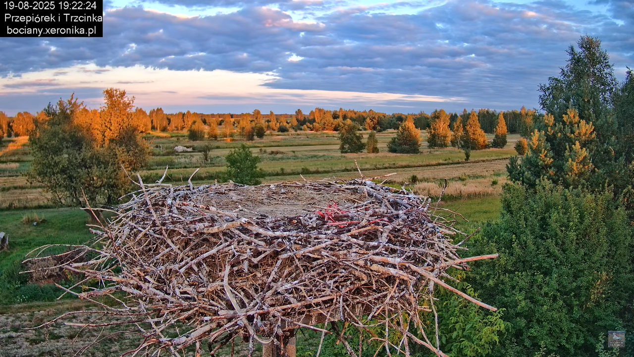 19082025bociany9