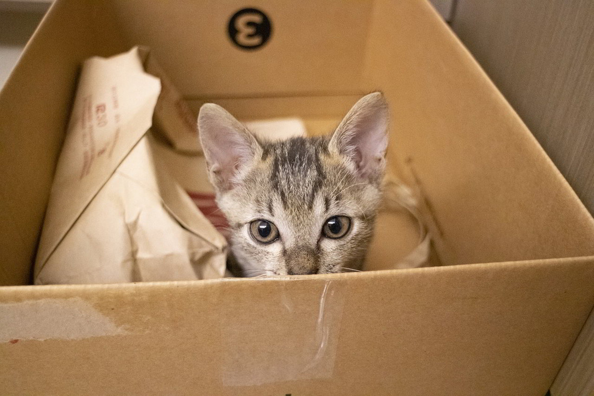 Spiegazione: Perché i gatti amano così tanto le scatole?
