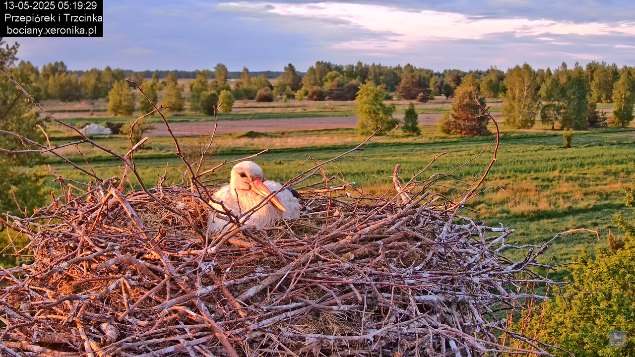 13052025bociany7