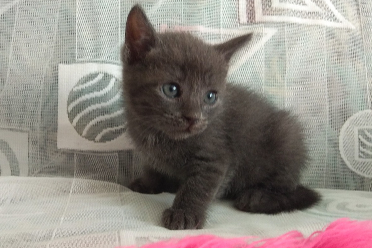 Дымчатый1_1-1