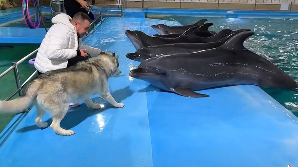 La emotiva reacción de un husky al conocer a unos delfines
