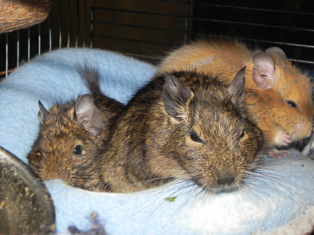 Гнёздышко (9)