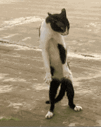 cat-dance.gif