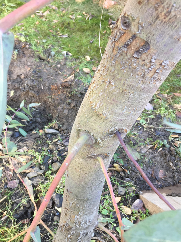 Eucalyptus - Stránka 2 52608676-1544446619024564-4966007226775896064-n