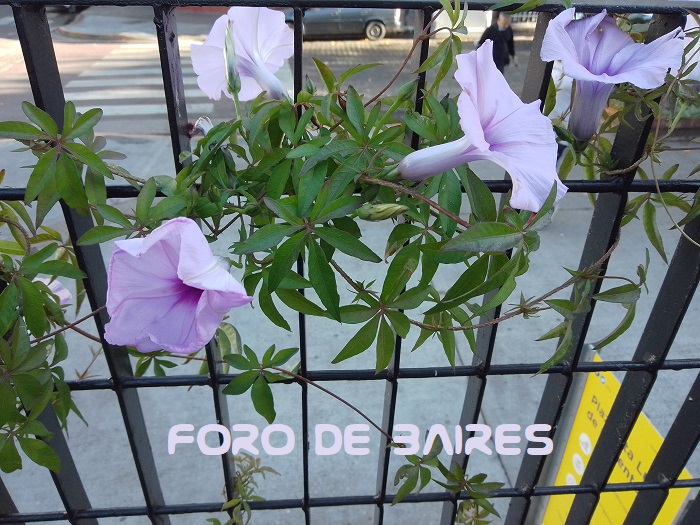 fotoflorgloriadelama-ana7