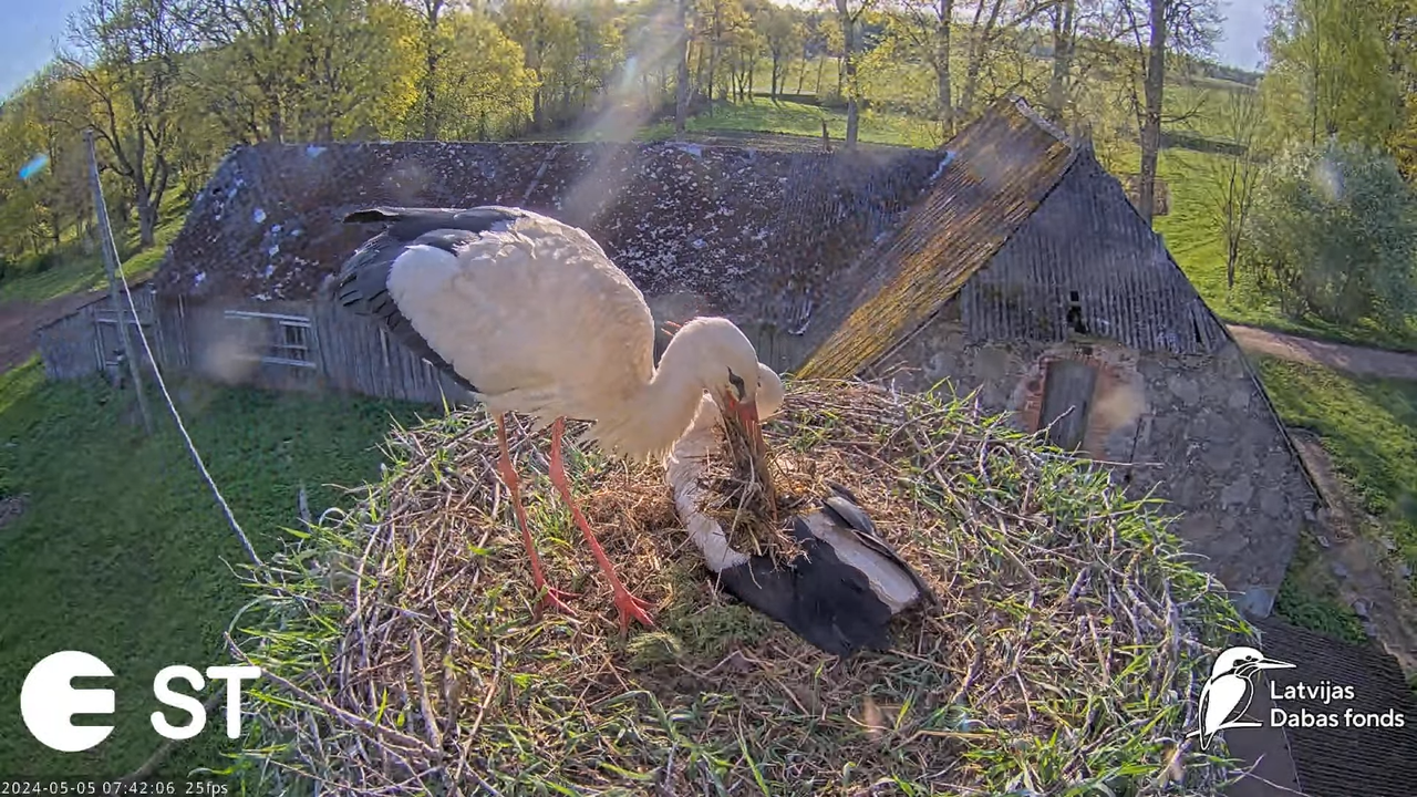 Baltie stārķi (Ciconia ciconia) Tukuma novadā - LDF tiešraide __ White storks in Tukums, Latvia 10-3