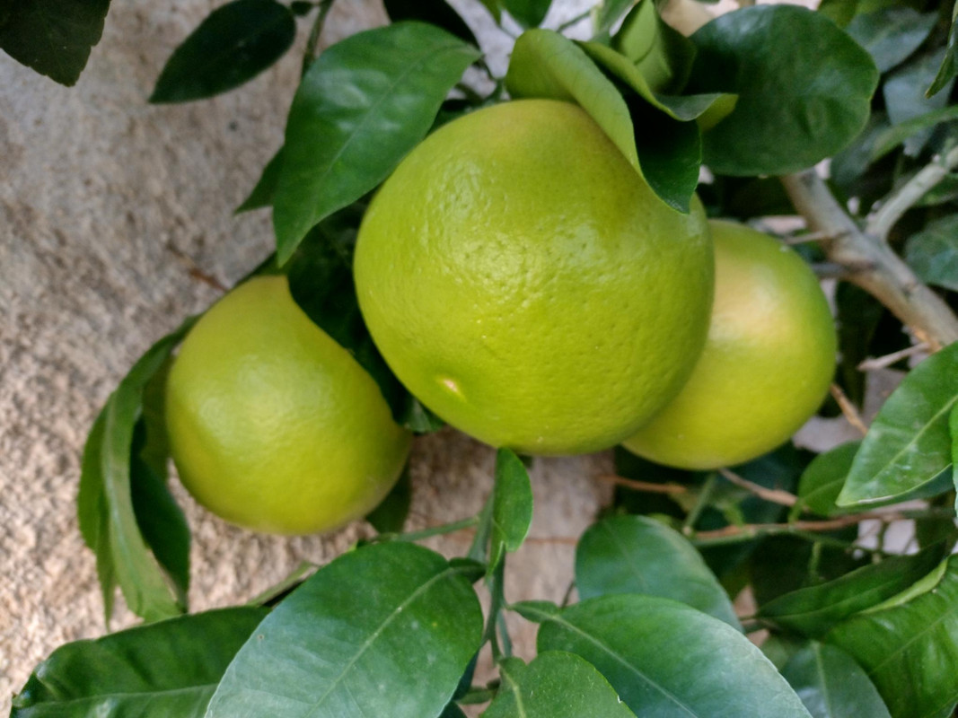 pomelos Enzo 03-12-2023