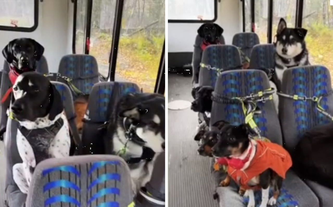 Autobús para perros se viraliza en TikTok