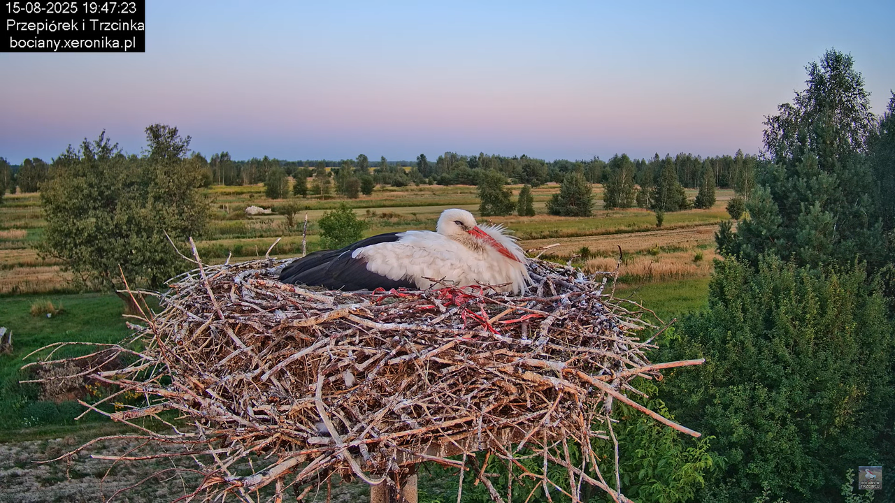 15082025bociany32