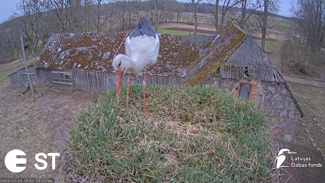 (11) Baltie stārķi (Ciconia ciconia) Tukuma novadā __ White storks in Tukums, Latvia - YouTube - 881