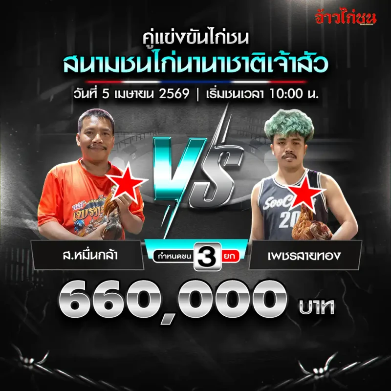 โปรแกรมไก่ชน คู่ ส.หมื่นกล้า พบ เพชรสายทอง สนามชนไก่นานาชาติเจ้าสัว