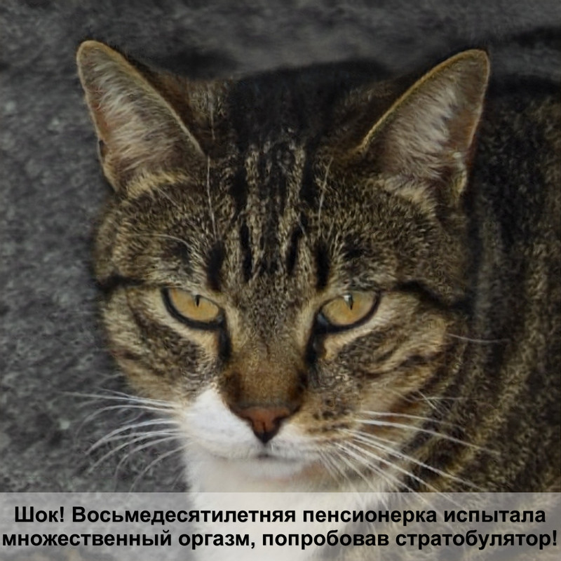 как кормить котенка из шприца