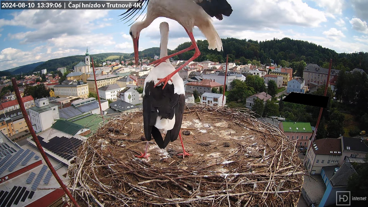 Tiešraidē no stārķa ligzdas uz alus darītavas skursteņa Trutnovā 17-16-40 screenshot
