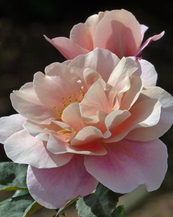 [Image: Thanks-for-Your-Interest-in-Capture-jpeg.jpg]