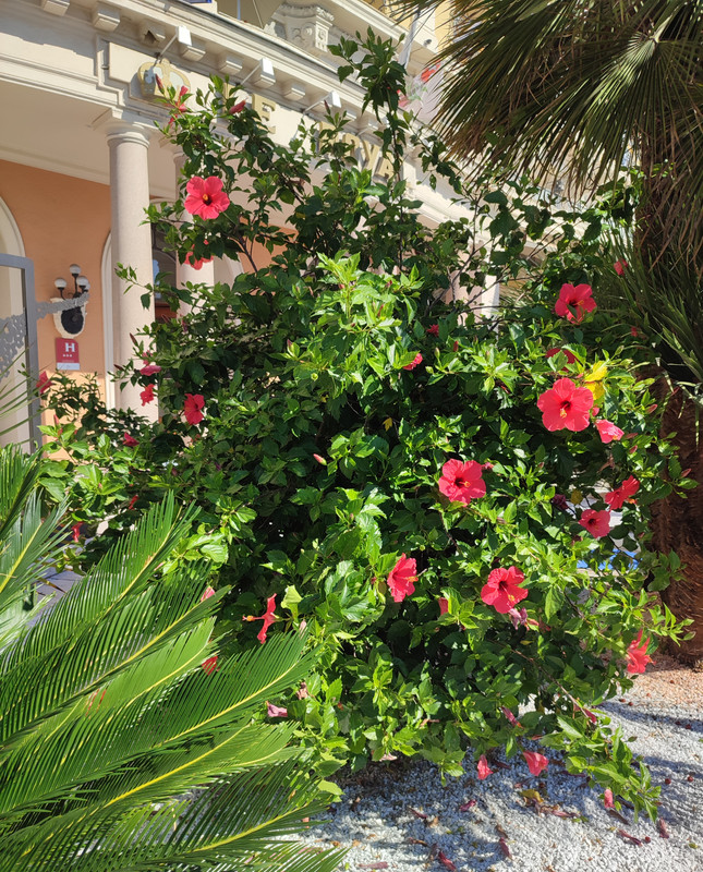Hibiscus rosa-sinensis - Page 2 Hibiscus-Nice