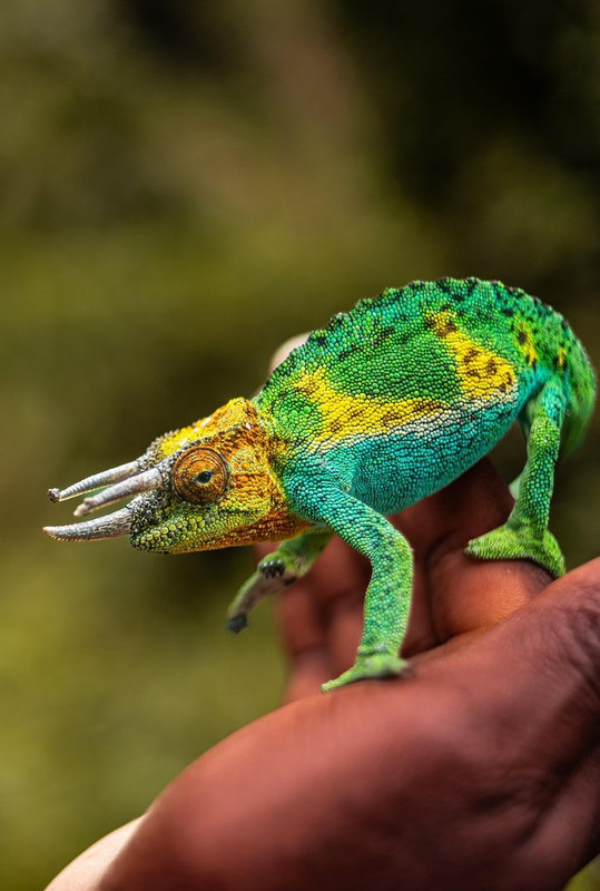 green-chameleon-8843818-1280.jpg