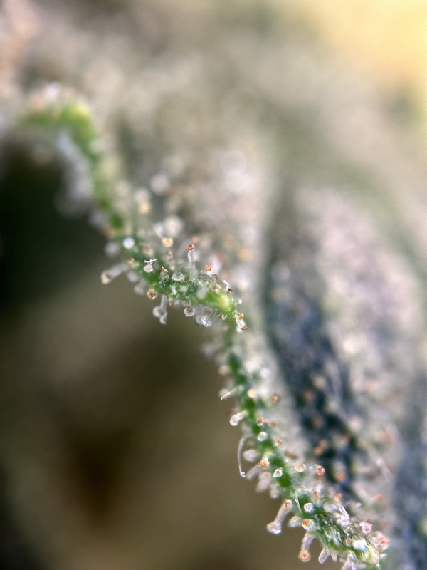 843200D9-1A44-45A2-A9F1-6F76D4D06463