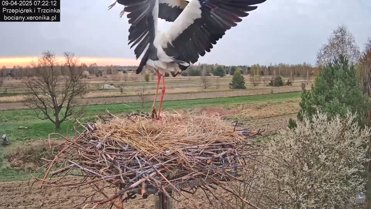 09042025bociany_25