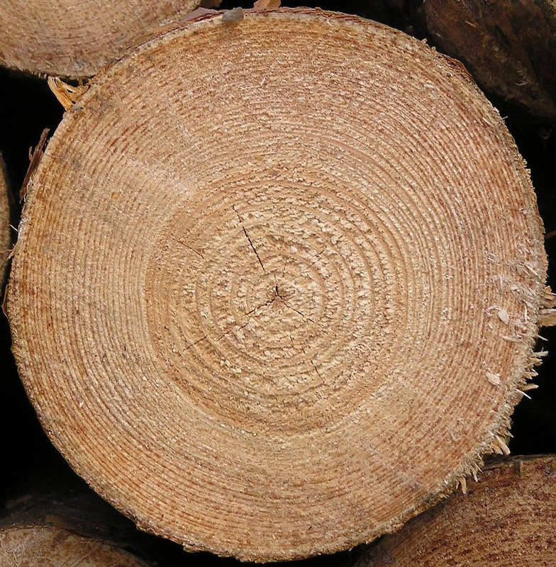 wood-texture-3dsmax (42)