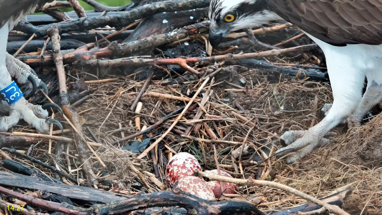 🦅 Dyfi Osprey Project (WALES)_ LIVE STREAMING 2025 in 4K 🦅 8-6-24 screenshot